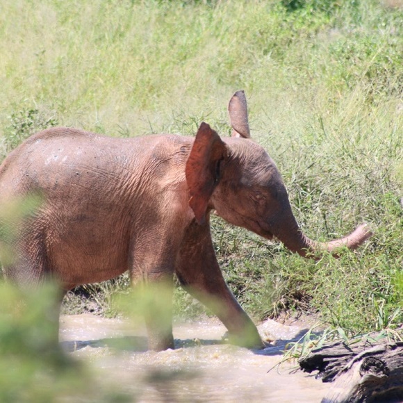 ♥️🐘A Portion Of my Sales Support Orphan Elephants - Picture 3 of 10